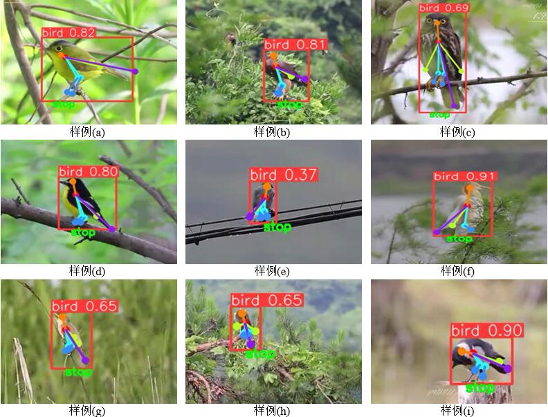 停留状态鸟类识别效果.jpg