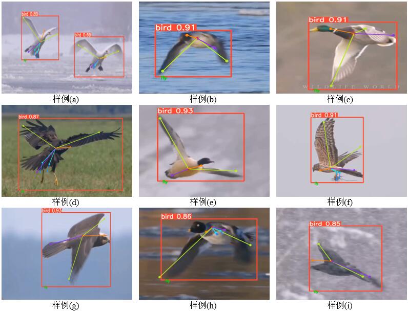 飞行状态鸟类识别效果.jpg